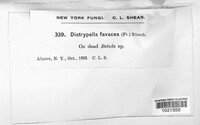 Diatrypella favacea image